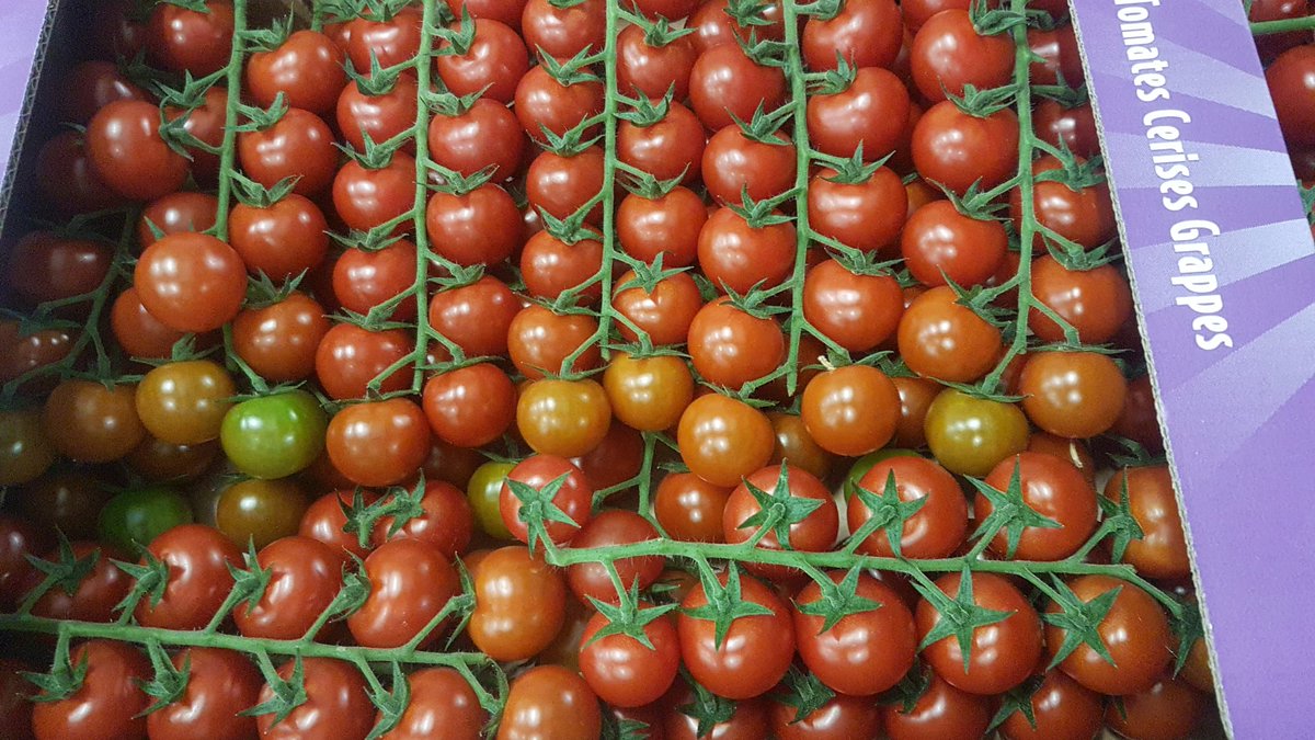 VGIHolland's tweet photo. YES!! Happy to report, we received the very first Dutch Chica cherry vine tomatoes this afternoon. @PaulvanKoppen and his team did not disappoint, they look stunning! 
#see #feel #taste #enjoy #chica https://t.co/xCEv7WMEYT