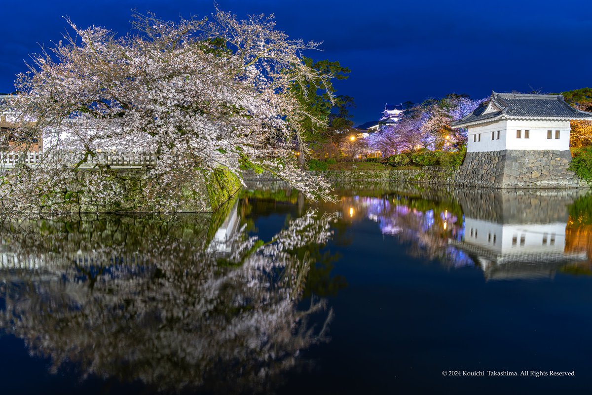 神奈川県「小田原城址公園」
「染井吉野桜」8部咲き🌸
#NaturePhotograhpy  #桜