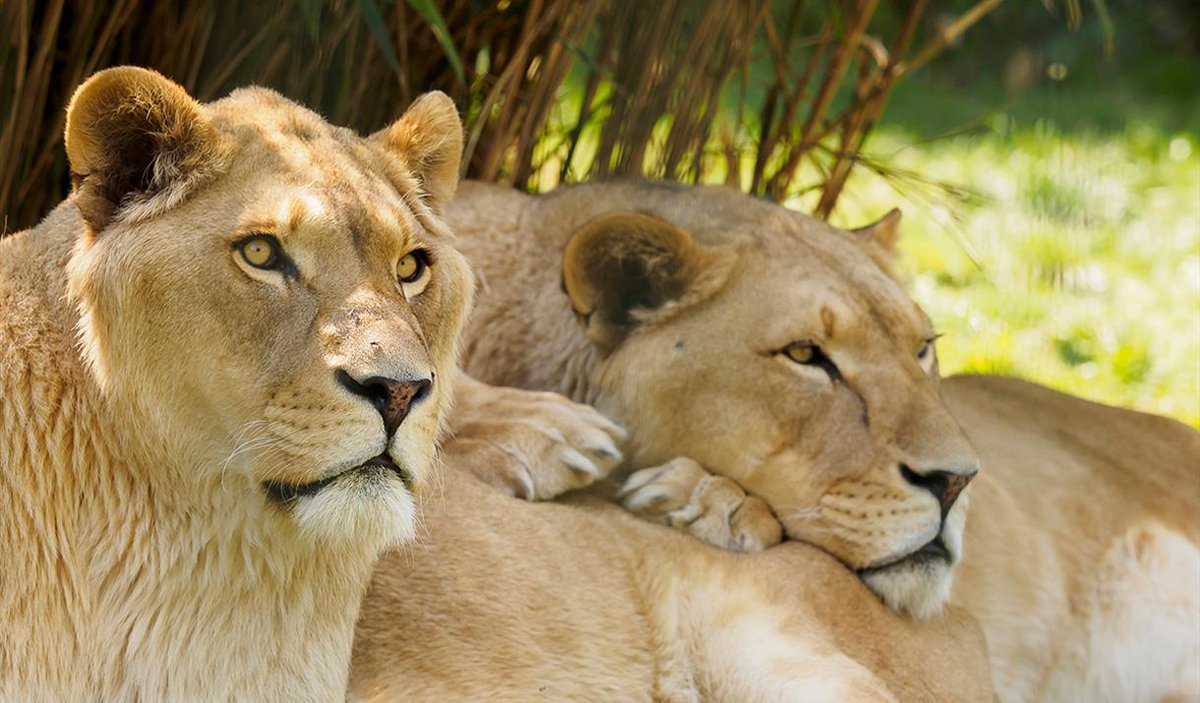Dedicated to rescuing exotic animals Wildheart Animal Sanctuary on the Isle of Wight delivers an inspirational experience and ensures that everyone, no matter their ability, is welcome 🦁🐯🐵 Learn more 🔗 bit.ly/3OR9Dzo