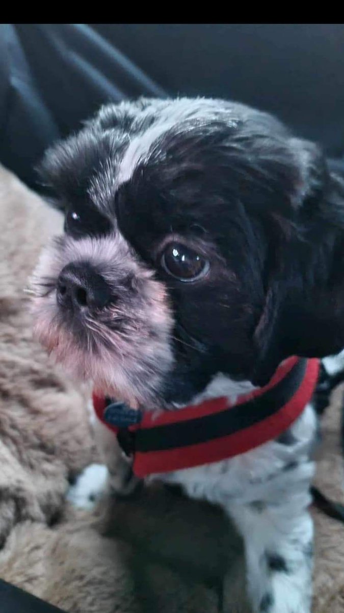 Please give a warm welcome to Oreo who arrived into STAR care yesterday. This young man will be with his foster a little while as he needs neutering. Such a little smasher ❤️ #shihtzuactionrescue #dogrescue #dogsarelove #dogneutering