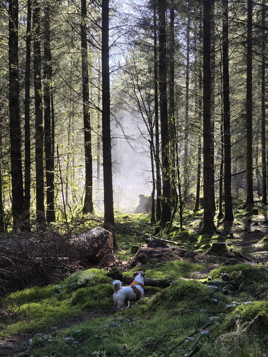 This forest is magical #dogsofX