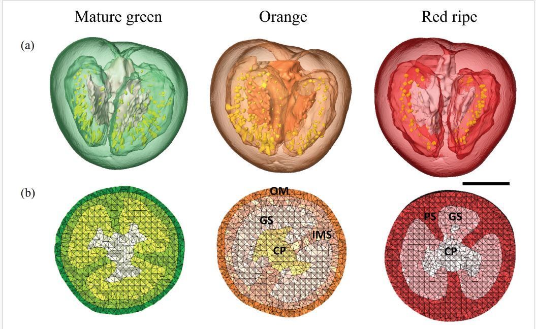 Hypoxia in tomato (Solanum lycopersicum) fruit during ripening: Biophysical elucidation by a 3D reaction–diffusion model (Hui Xiao, Pieter Verboven, et. al.) buff.ly/49kzW9E @KUL_Postharvest @ole_flooding @biosystkuleuven @LeuvenPlantInst @ASPB #PlantSci