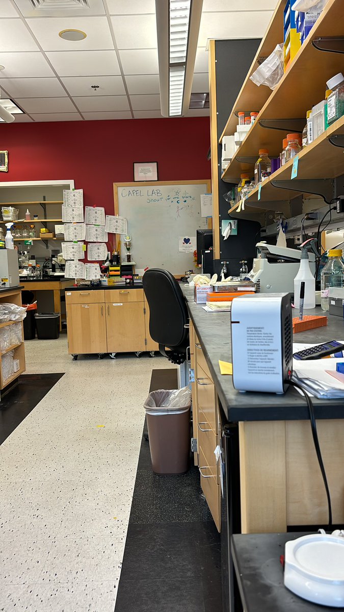 ceri_weber's tweet photo. Spending the next couple days working from my old desk (while its current occupant, the newly minted Dr. @AcademicBlonde, takes a much deserved break). https://t.co/KMUJ2jOaLh