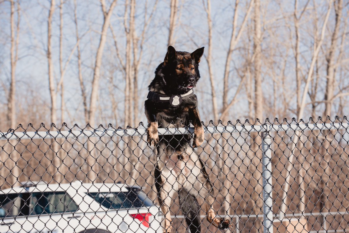 Jumping into the weekend like Rolex! Rolex is a part of the Windsor Police Service K-9 Unit. These dogs undergo extensive training to support our members and protect the community. Thank you to Rolex and our entire K-9 Unit for your dedication to serving the community!