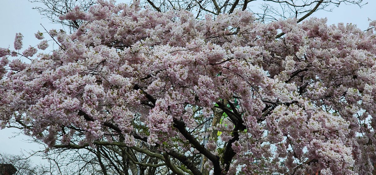 RoseleneDolce's tweet image. Cherry Blossoms 🌸 

#SignsofSpringNYC
