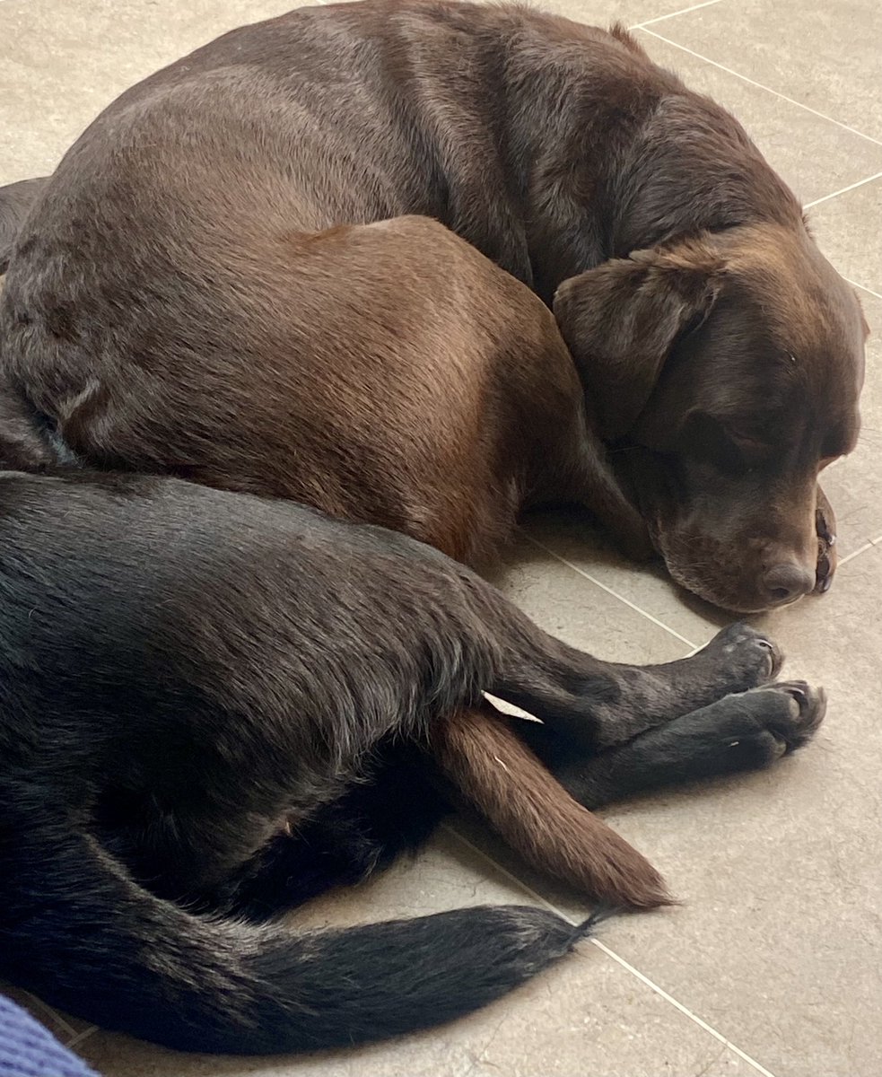 Perfectly normal tail placement for all independent dogs.