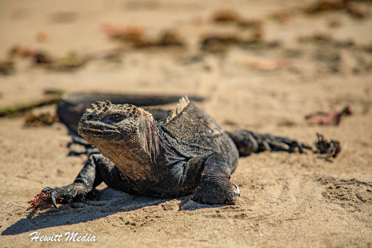 The Galápagos Islands present some unique photography challenges.  Learn the best tips and tricks for photographing the Galápagos in my photography guide.  #Travel #Galapagos #GalapagosIslands #TravelPhotography #WildlifePhotography  wanderlustphotosblog.com/2018/10/09/the…