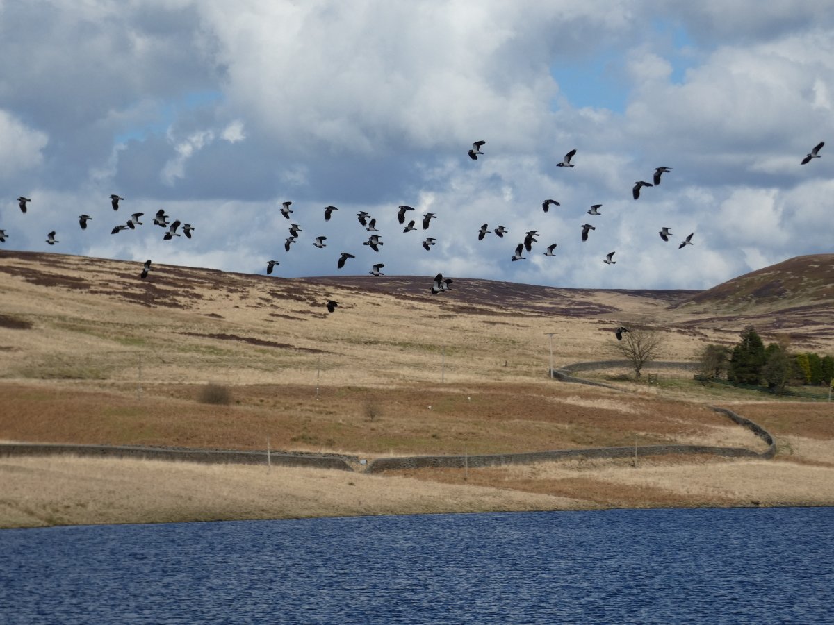 How often do you see a huge flock of #lapwings like these at #WalshawMoor #SSSI near #HebdenBridge? Very rarely. So why would anyone with any sense or sensitivity suggest siting a huge wind farm - 65 200m turbines - in such a sensitive location? Madness! stopcalderdalewindfarm.co.uk/tweet-of-the-d…