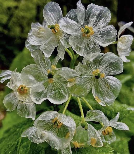 zenhamdu's tweet photo. Mornings!!! 🌼
#SkeletonFlower #Translucent 🤍 https://t.co/hH4HCP59E7