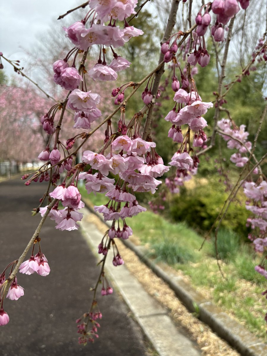今日はお義母さんの命日ということで庭に咲くスイセンの花を切って行って来た。あの年も桜が満開だった事を思い出してしみじみ。