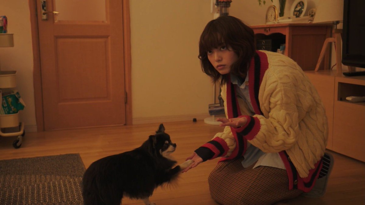 강아지앤 고양이