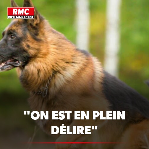 🐕‍🦺 À partir du 15 avril, promener son chien sans laisse dans les bois va coûter très cher ► l.rmc.fr/aol