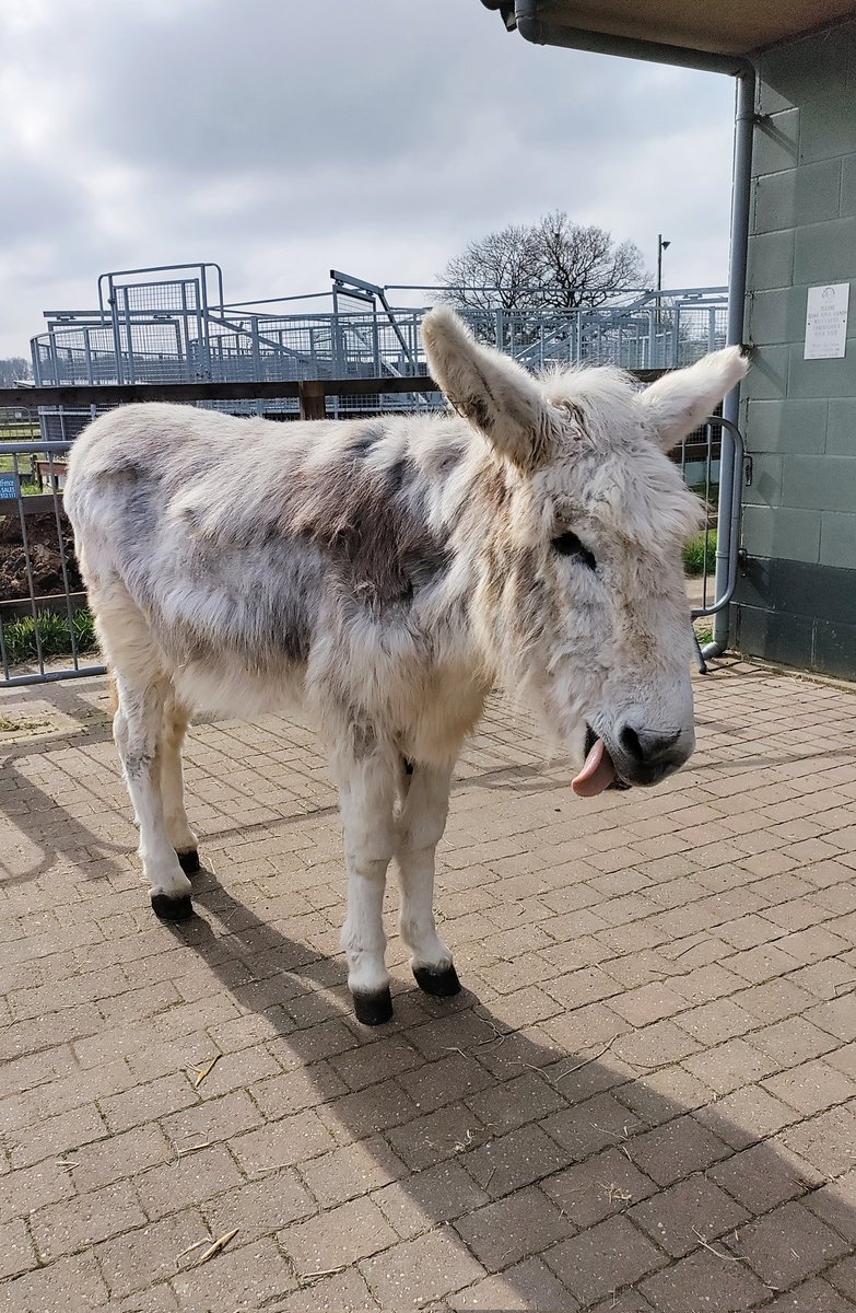 @currys We visited a donkey sanctuary! #CurrysEaster