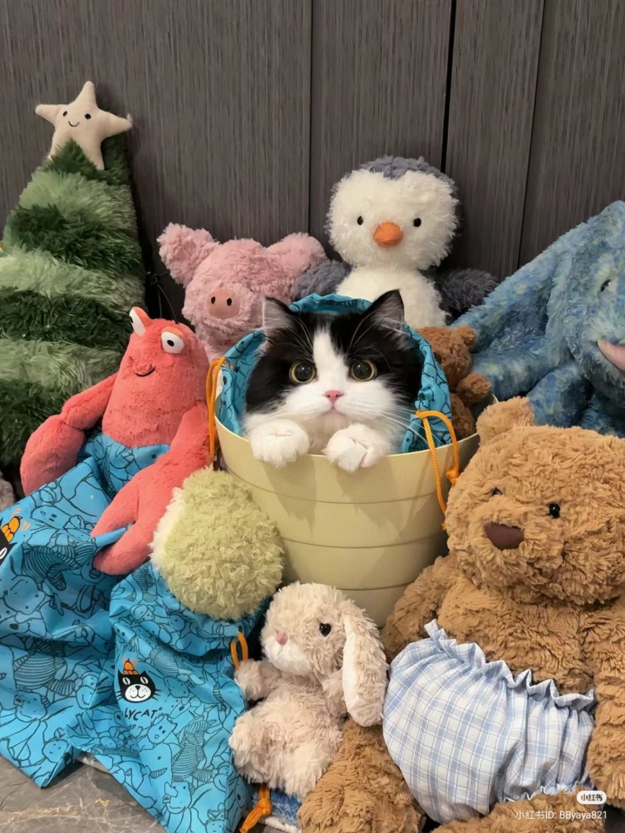 No Context Cats tweet media