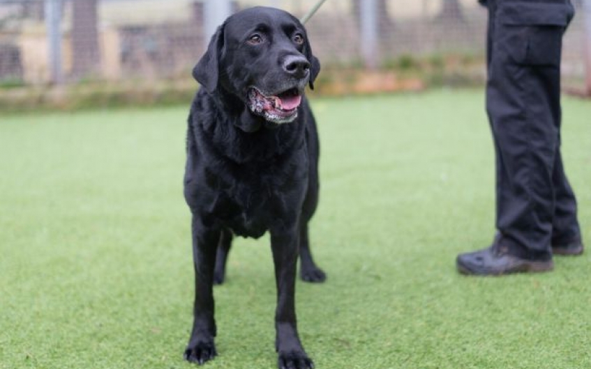 Please retweet to help Ghillie fiind a home #EDINBURGH #SCOTLAND #UK Lovely Labrador aged 10. Ghillie may be able to live with another dog and older children 🐶✅ Ghillie is a cheery chappy looking for an owner that will be able to handle this large boy on a lead as he can be…