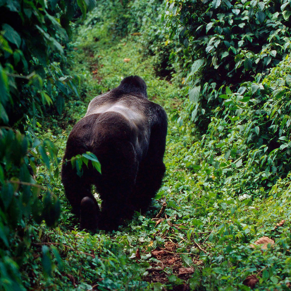 🦍Du braconnage à la protection des gorilles ! #LEffetPanda Des femmes d'Ouganda transforment des braconniers en défenseurs des gorilles ! Grâce à leurs actions de sensibilisation, 40 ont abandonné leurs activités illégales.🥰 En savoir plus : wwf.fr/vous-informer/… #gorille