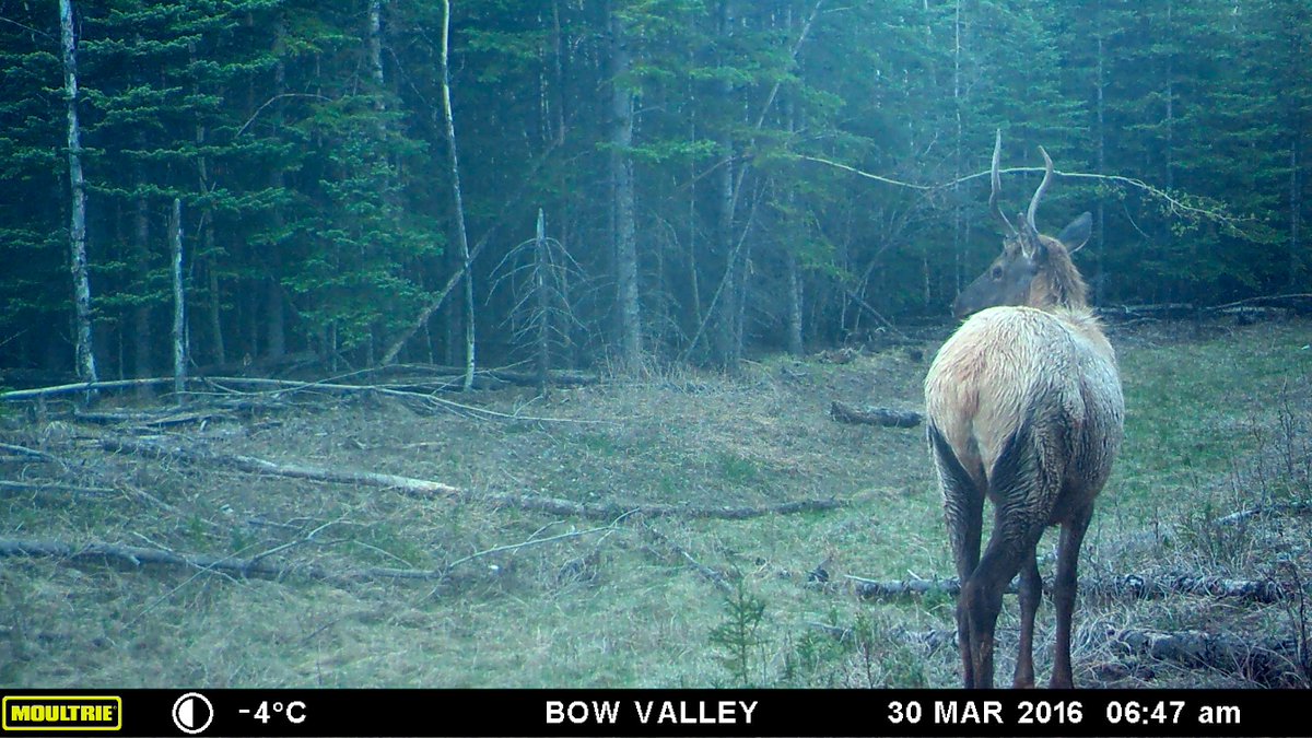 A lone bull spiker elk making his way to thicker forest cover during a rainy spring morning.

#TrailCam #CameraTrap #Elk #BullElk #Wapiti #Alberta #RMEF #MoultrieCam #ExploreRockies