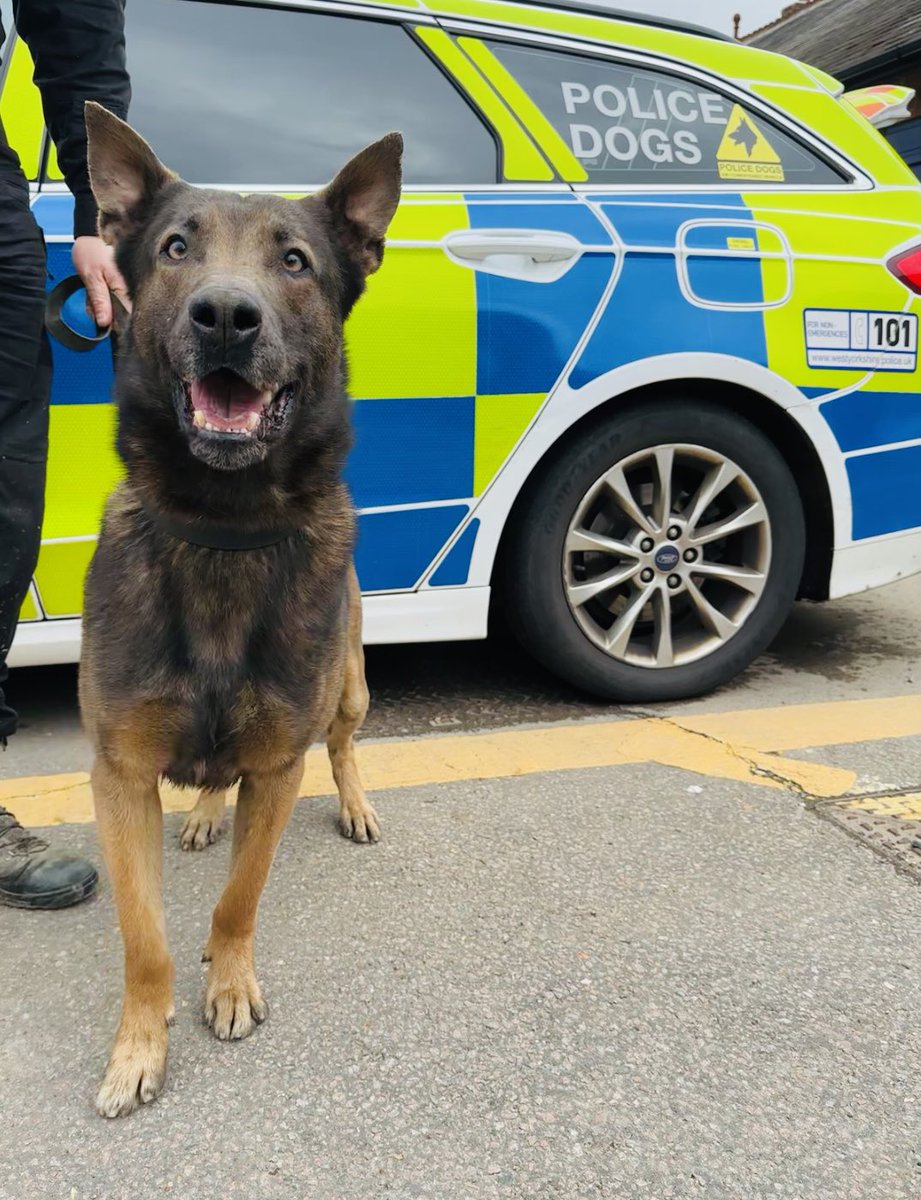 Remember T/PD Blue who we had for a while? He and his handler are now licensed and on the streets of West Yorkshire. It was day one for them yesterday & they were straight out conducting a lengthy search and finding a high risk missing person. A fantastic start for them both.