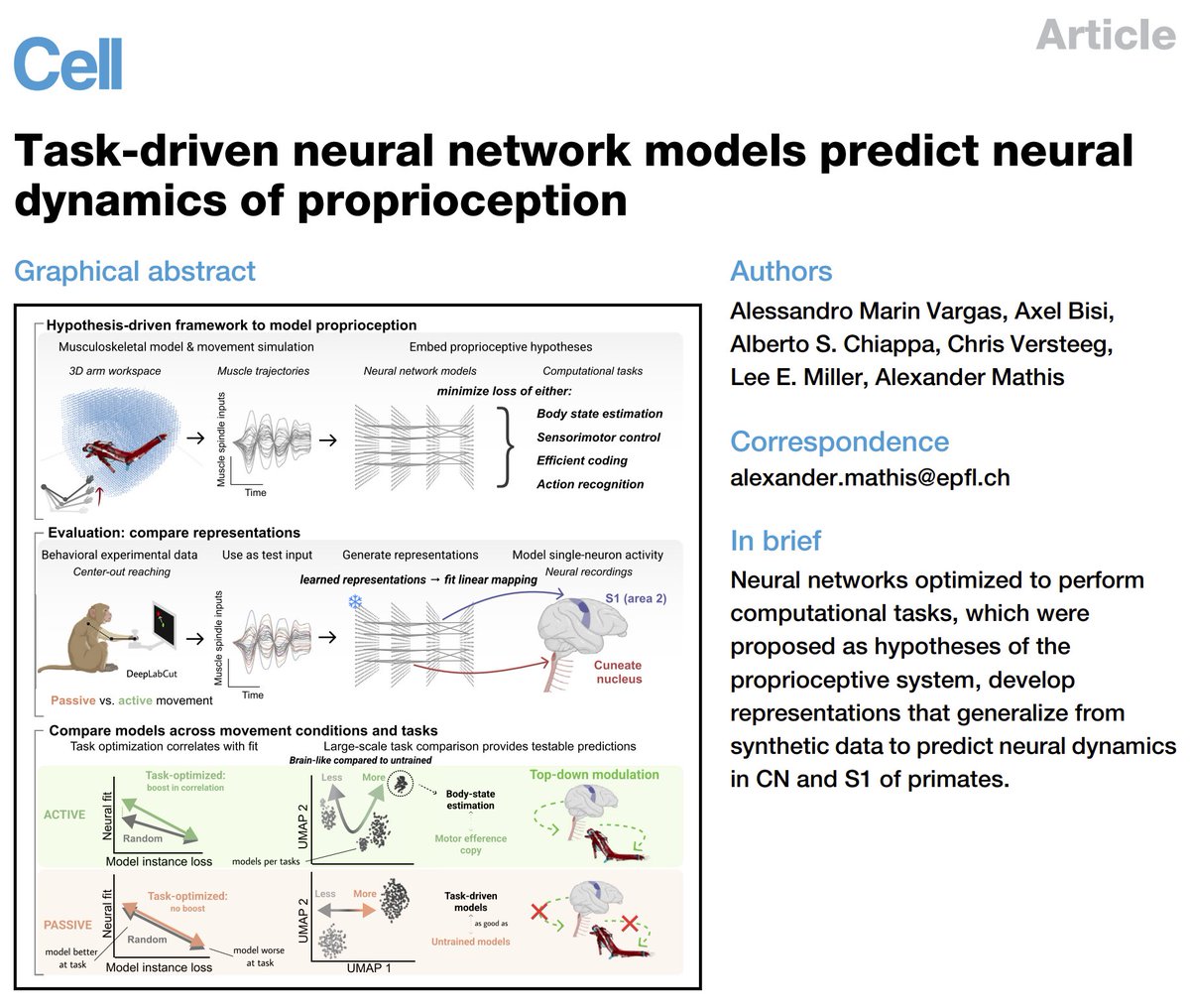 𝗙𝗶𝗻𝗮𝗹𝗹𝘆 𝗽𝘂𝗯𝗹𝗶𝘀𝗵𝗲𝗱 𝗶𝗻 @CellCellPress ! How does the brain processes proprioceptive information?🧠 We use a task-driven modeling approach by combining biomechanics 🦾 and neural network modeling💻 to investigate different hypotheses. 1/N cell.com/cell/pdf/S0092…