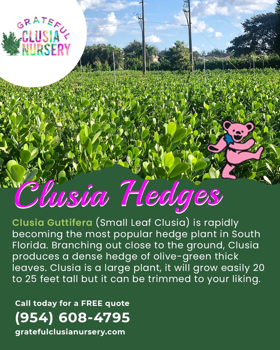 Call Grateful Clusia Nursery now for a free quote on your Clusia Hedge installation and let the adventure begin! 🌿

#ClusiaHedges #calusiahedges #FreeQuote #parkland