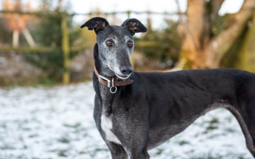 Please retweet to help Cassie find a home #ANGUS #FIFE #TAYSIDE #SCOTLAND #UK Wonderful Greyhound Cross aged 7, she may be able to live with other dogs and older children. Please contact SSPCA for more information or just share to help🐶🏡 DETAILS or APPLY👇…