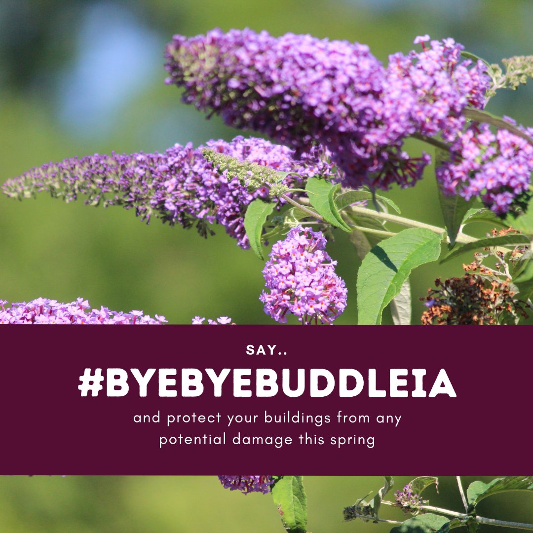 The Buddleia Davidii, commonly known as the Butterfly Bush, has been identified as a highly invasive species that poses a significant risk to buildings. 🌱 Protect yourself and prevent potential devastation, by removing any Buddleia Davidii growing on or near your building.