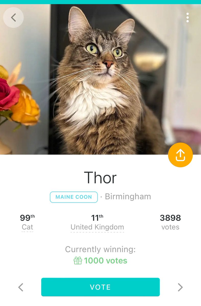 Wow!!! I’m now at number 11 in the UK. Can I reach the top 10 cats? Thank you to all who voted for me. Much love to you all ❤️ kingpet.co.uk/71197403901887…