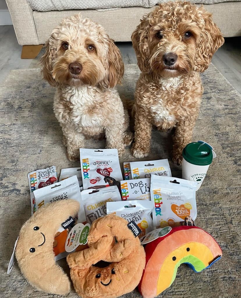 What an amazing collection of treats & toys these two have, whose collection looks like this? 📷 @double_trouble_cockapoo_duo