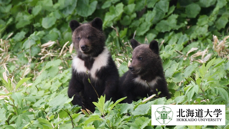 世界に現存する「クマ類」の多くは絶滅が危惧されており、彼らの保全は喫緊の課題となっています。一方で、世界的にクマの研究者は少なく、生態などについてわかっていることは多くはありません。 人とクマが共に生きられる未来のために、ご協力をお願いします。 readyfor.jp/projects/bearc…