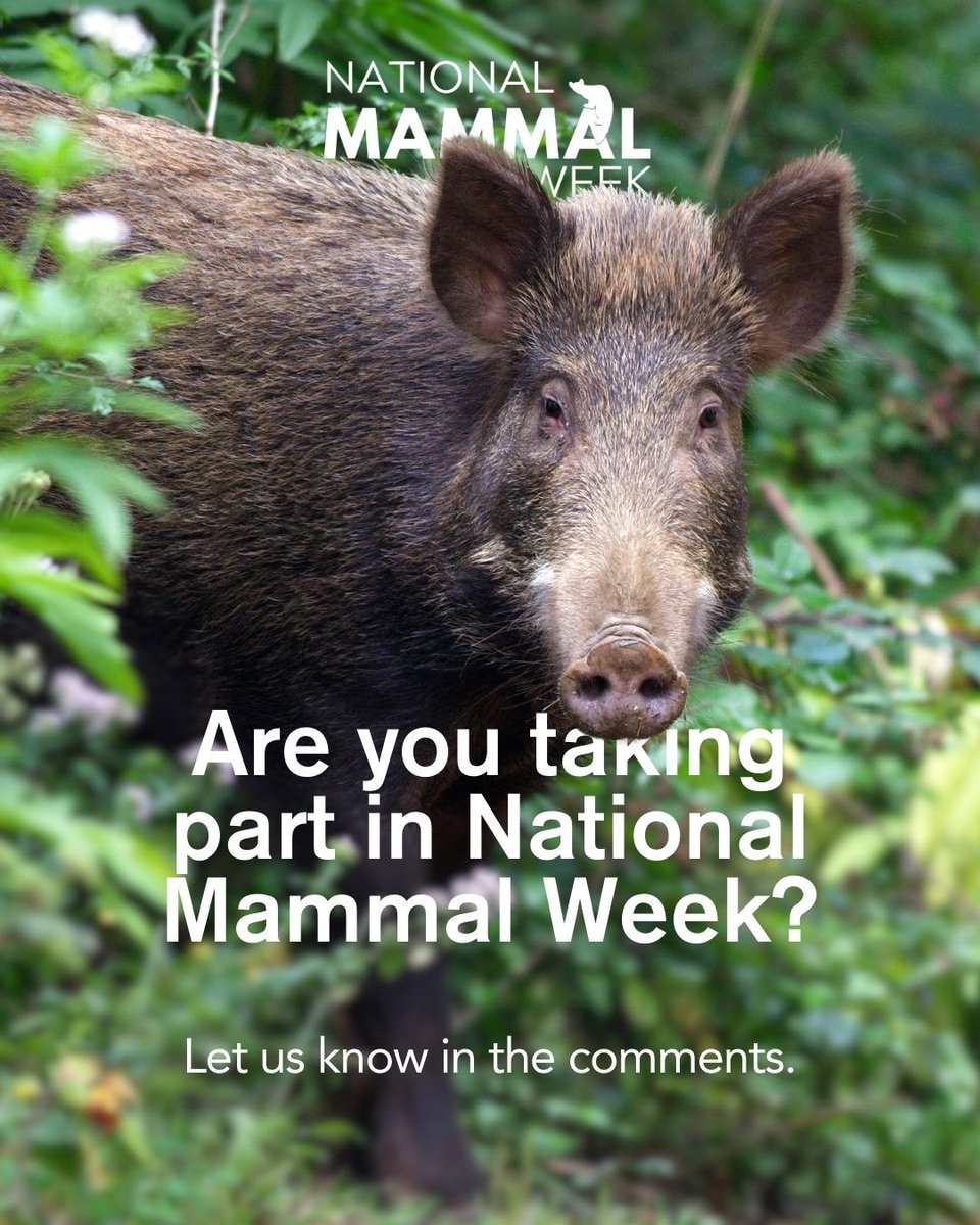 You and your school can help provide vital data on mammal populations as you have access to a habitat no one else is better placed to monitor—your school ground. Sign up to the Schools' Mammal Challenge via link in the bio. #SchoolsMammalChallenge #NationalMammalWeek