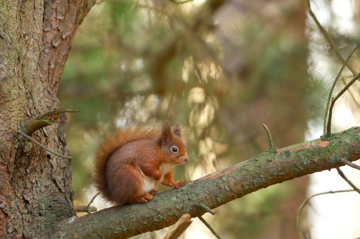 NatureScot tweet picture