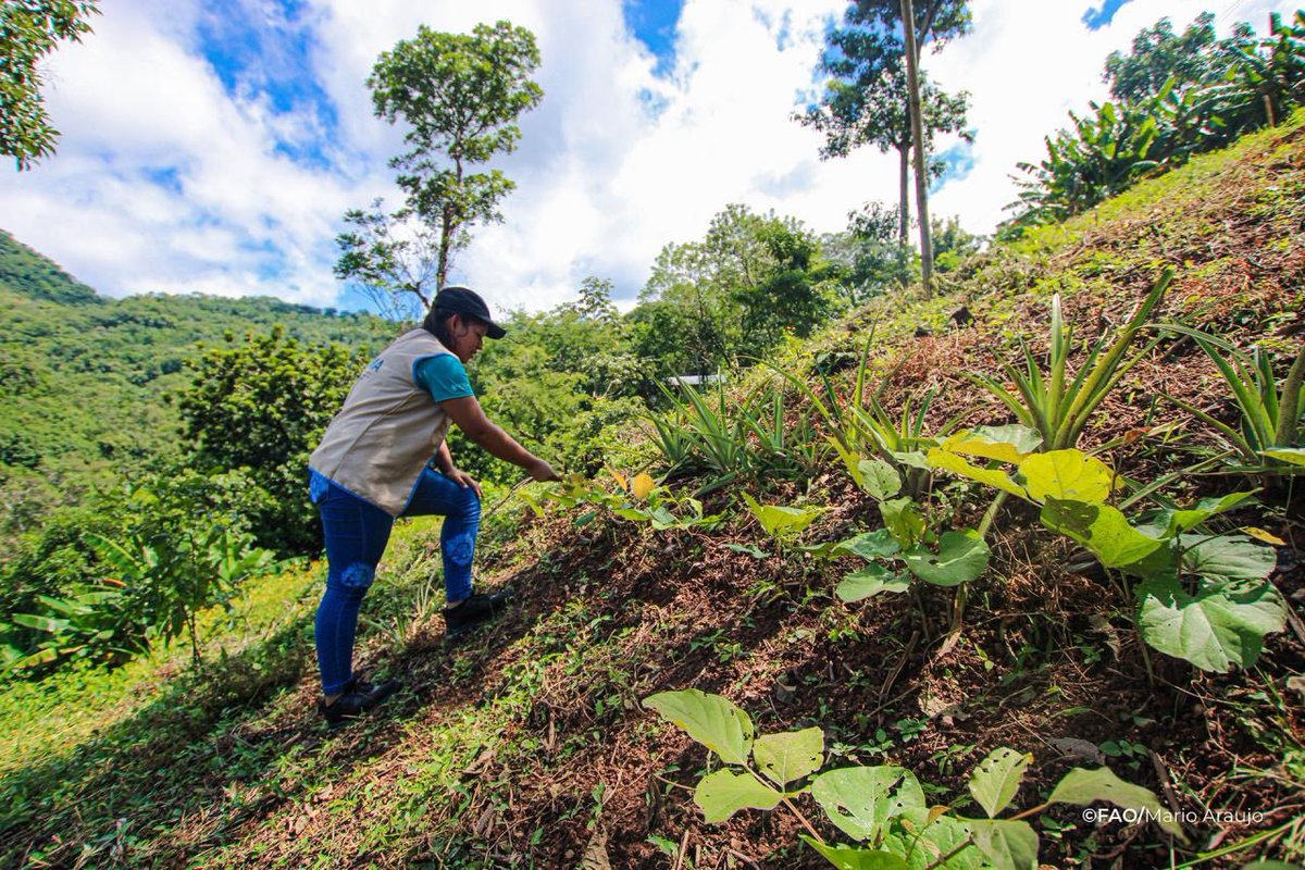 With @theGCF support, #ElSalvador is restoring degraded ecosystems that communities and livelihoods depend on. g.cf/3TIW1Kq