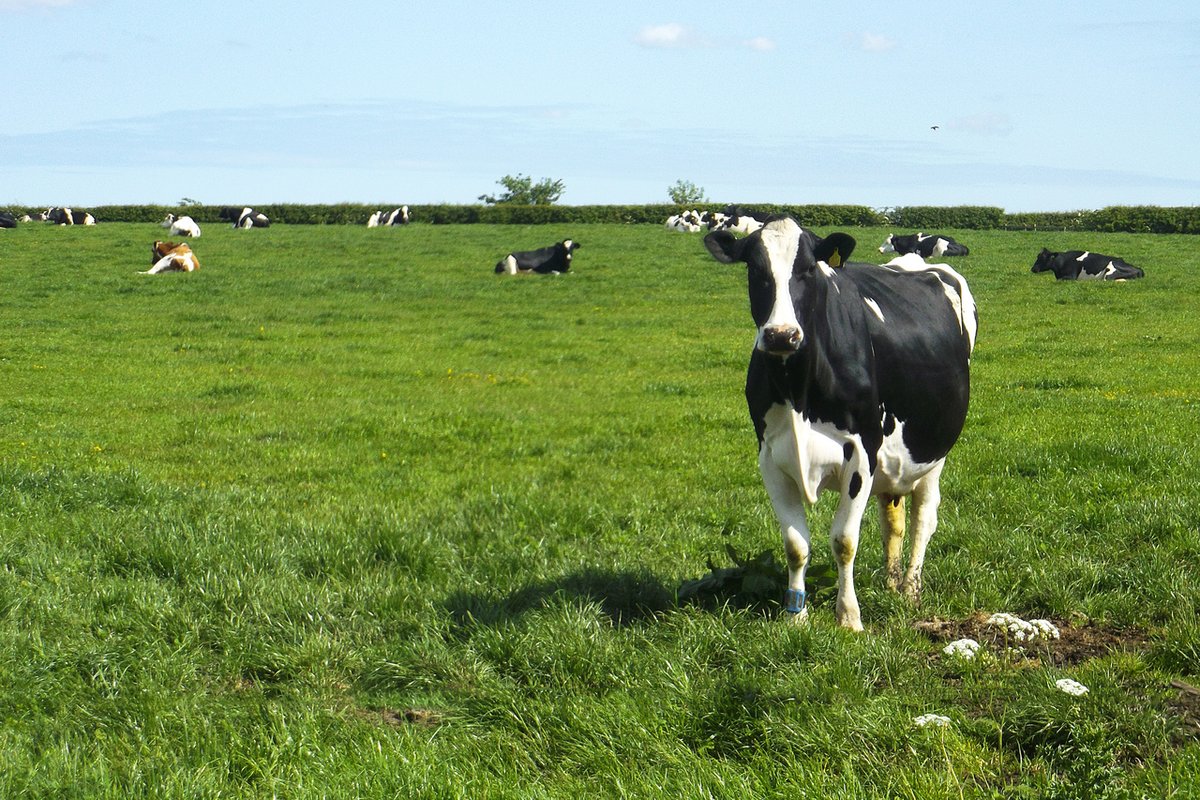 NICRErural's tweet photo. 🐄To introduce our 'Agri-food transitions to net zero' module on our #Innovation portal, @NeilWard586 @uniofeastanglia @AFNnetwork explores the challenge facing the UK agri-food system.
▶️https://t.co/wQf5xxNyPp
@UKRI_News @Hartpury @FarmCO2Toolkit @DrMagistrali @06aims https://t.co/xcjr9nNcRP