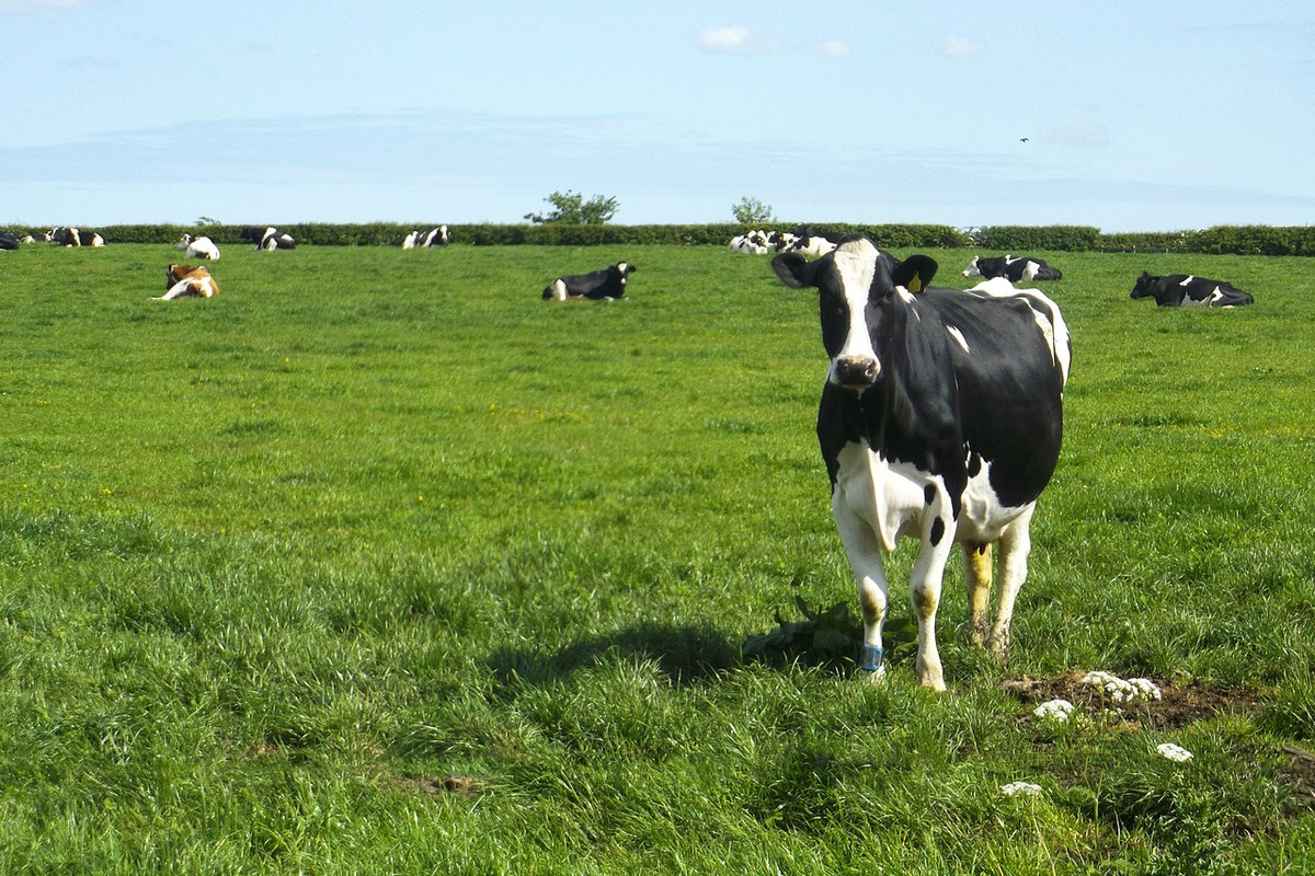 🐄To introduce our 'Agri-food transitions to net zero' module on our #Innovation portal, @NeilWard586 @uniofeastanglia @AFNnetwork explores the challenge facing the UK agri-food system.
▶️bit.ly/3VJ0mys
@UKRI_News @Hartpury @FarmCO2Toolkit @DrMagistrali @06aims