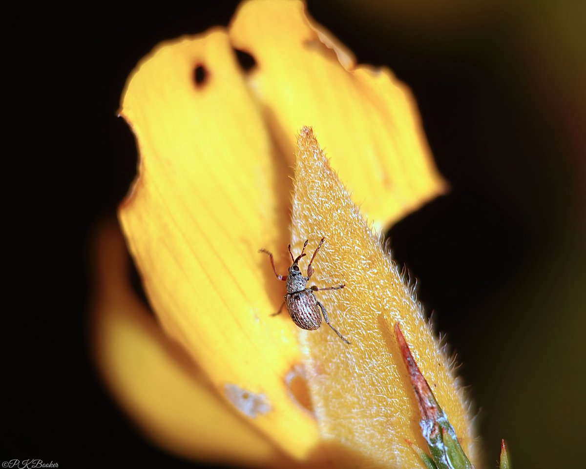 Gorse Weevil (Exapion ulicis) @btnhovewildlife @Kate_Bradbury @ECO21st @NearbyWild @graemelyons @SussexWildlife @wildlife_uk @InsectDiversity @insectpaparazzi @NatureUK @CoolBrighton @Global_Wildlife @PTES @BroadGavin @WildlifeComms @wild_helper @EcoRecording @NatureIn_Focus