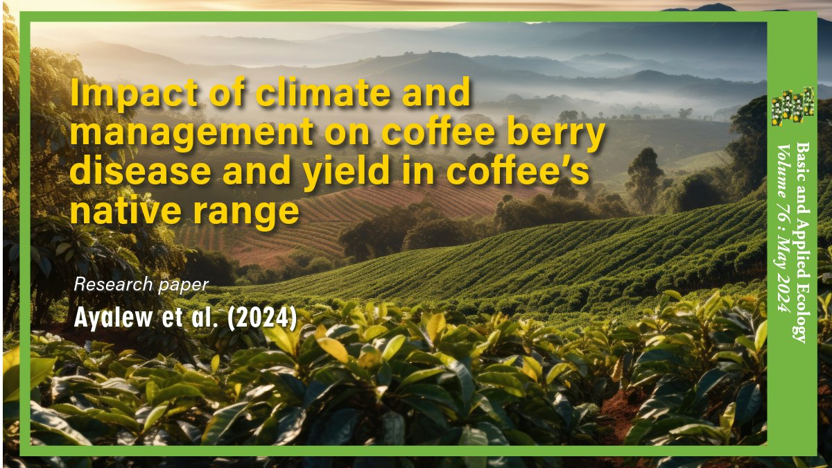 🫘From Beans to Brews☕️@AyalewBiruk, @Hylander_K, @AdugnaGirma, @beyuselale, @FrancescoZignol & @AycoTack at @deepsthlmuni, @BolinCentre & @JimmaOf investigated #Climate and #Management #Effects on #Coffee and #CoffeeBerryDisease in #Ethiopia. sciencedirect.com/science/articl… @GfoeSoc