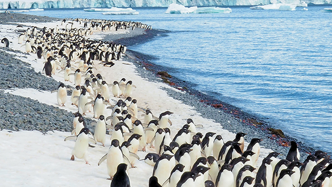 Don't miss the latest @RGS_IBG talk hosted here at Norwich School - 'Antartica and it's Wildlife: Past, Present & Future' ⁠ Tonight from 19:00, Blake Studio.⁠ ⁠ Find out more: tinyurl.com/3dbj8auv ⁠ #thevoiceofdiscovery #oneschoolmanyvoices