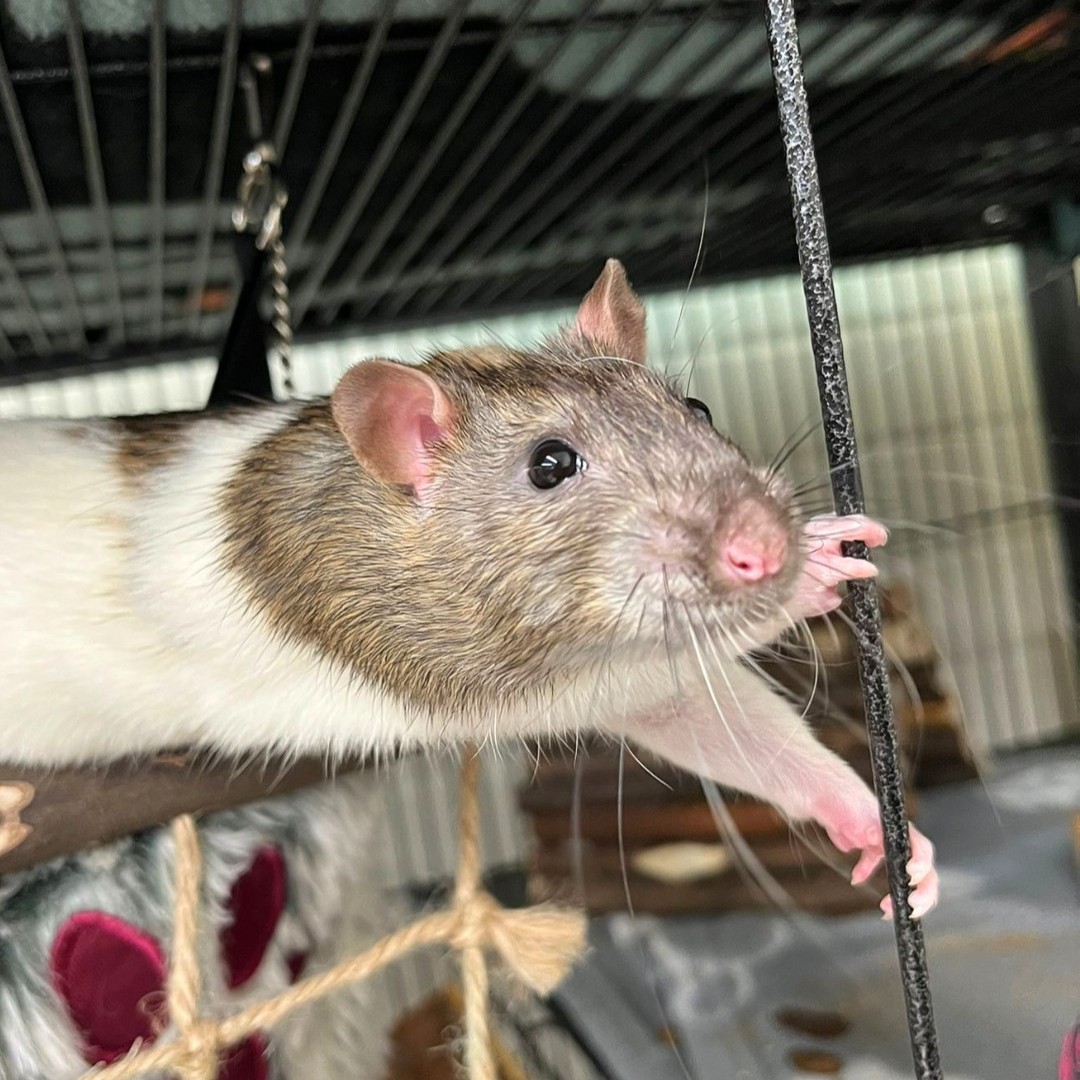 When one of his companions died, Eclipse was bullied by the rest of the group. 💔 His owner had no choice but to bring him to us to ensure his safety. But in our care, he healed well and it wasn't long before he went off to a new home and a new group of friends! 🐀 #WorldRatDay