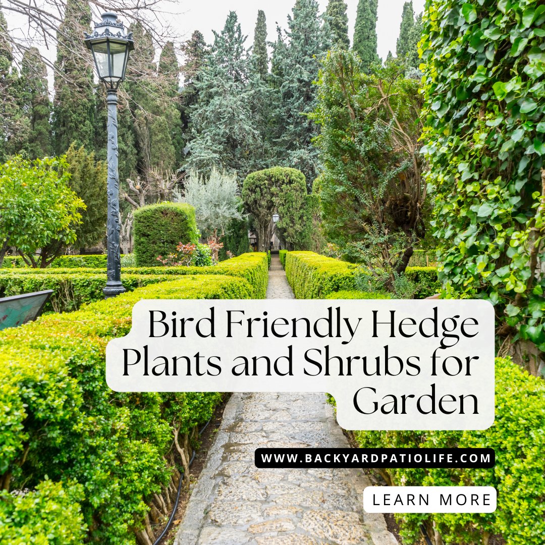 Backyard Patio Life tweet media