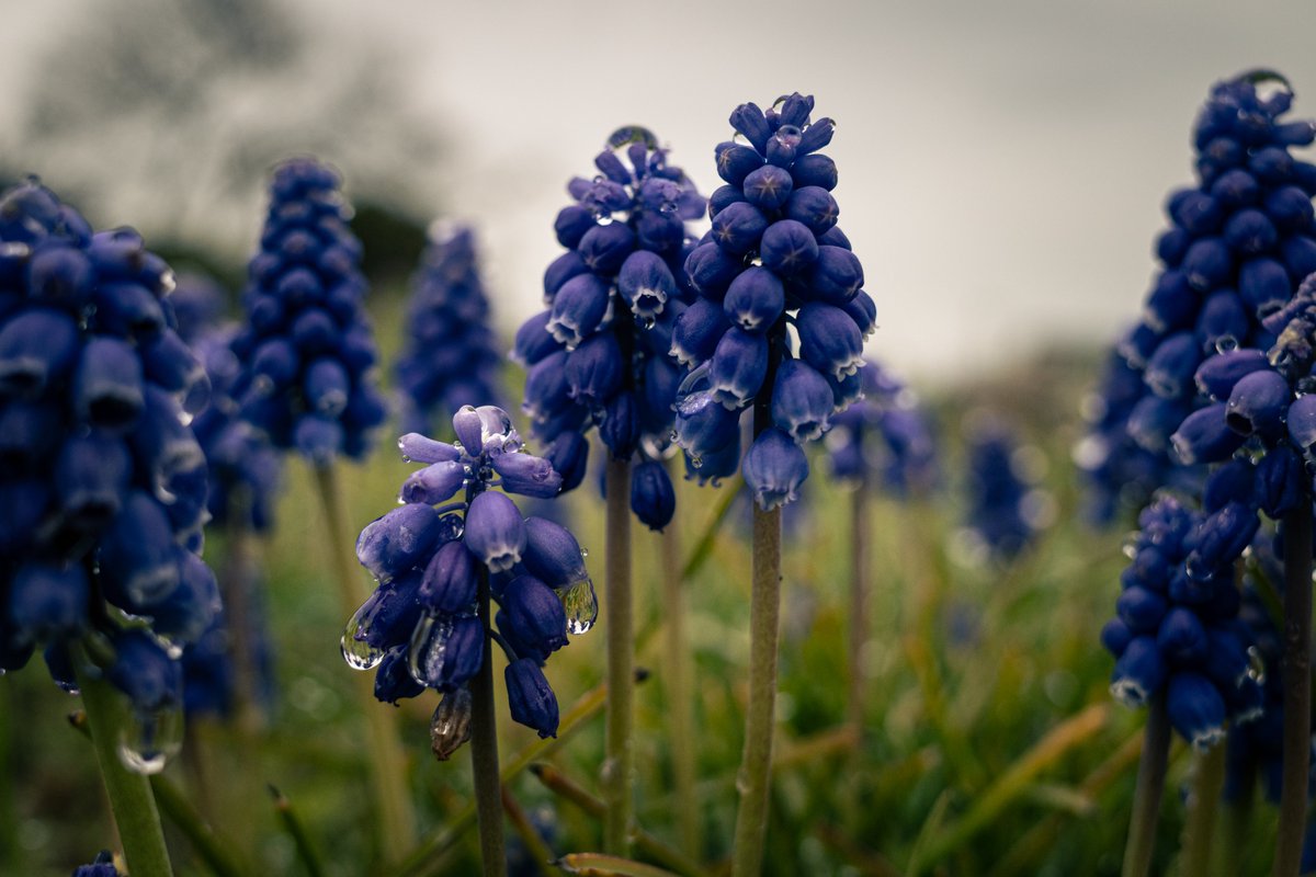 shushus24's tweet photo. Bluish purple

#写真好きな人と繋がりたい #写真撮ってる人と繋がりたい #カメラ好きな人と繋がりたい #キリトリセカイ #ファインダー越しの私の世界 #RICOH #GR #RICOHGR https://t.co/WXO8uqIcRS