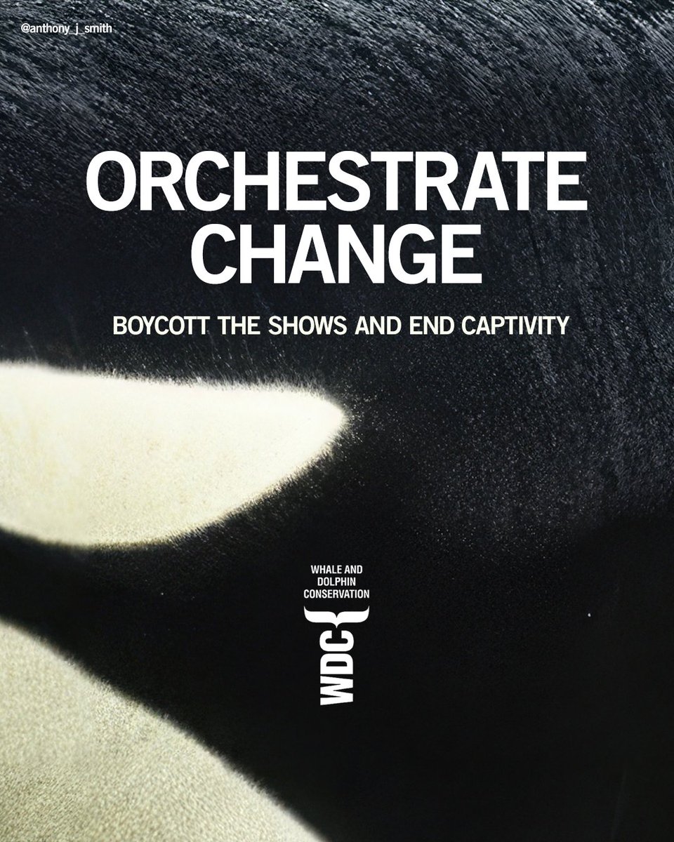 Create posters for UK airport departure lounges that convince UK holidaymakers not to visit captive whale and dolphin attractions while they are abroad. #DontGoToTheShow.  

@OneMinuteBriefs x @whalesorg 

#EndCaptivityForever   

'OrchestrateChange'