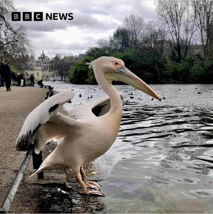 Thrilled to see my photo of a pelican at St James’s Park picked for the Picture of the day by the BBC London on Instagram. And thank you to @CMemories73 for the heads up. instagram.com/p/C5UEvQ5s7rA/…