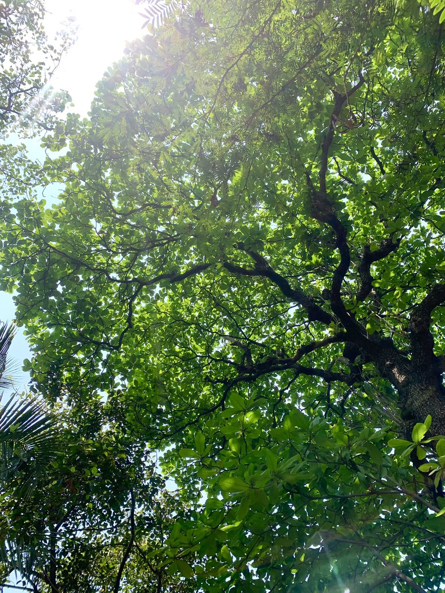 Even though it has gotten a little hot outside, I still like to step out and enjoy the sunshine.

The soft breeze and the warm sun make for an ideal combo.