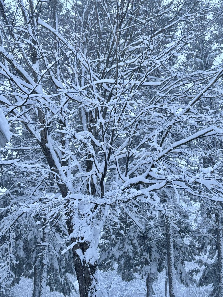 Welcome to spring in Maine ❄️ #NorEaster #Spring #Maine