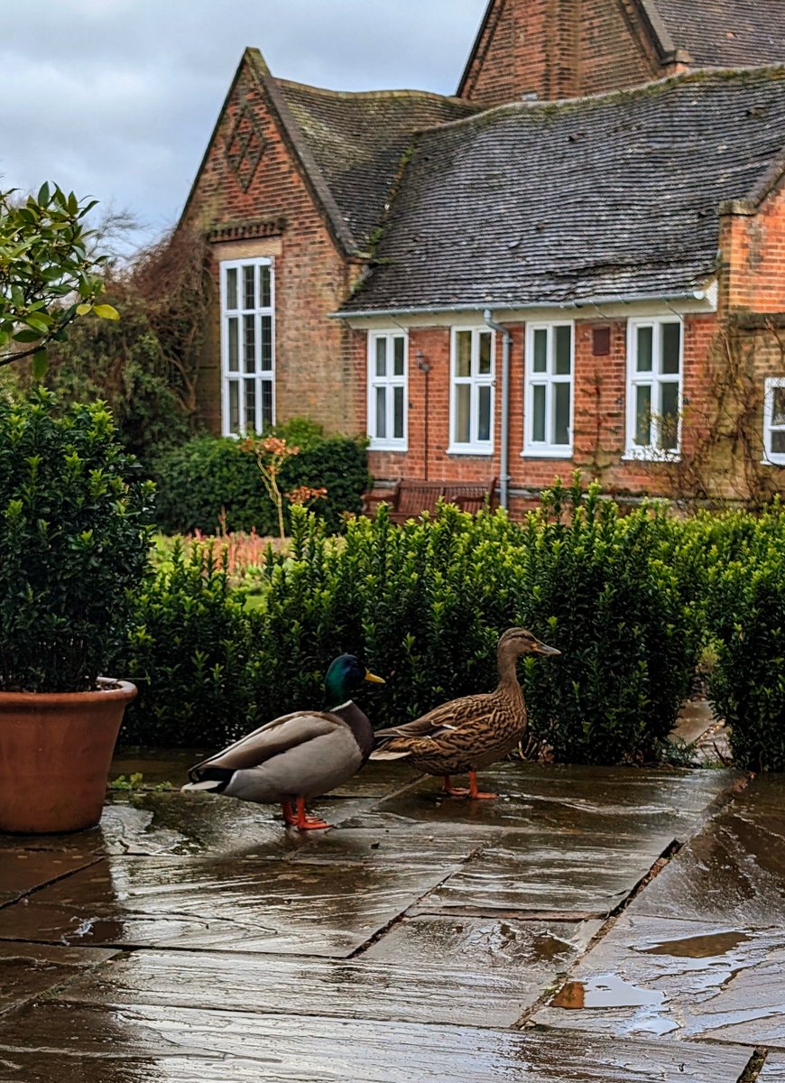 Our charming duckling guests enjoying a peaceful visit to the walled garden 🦆 #WinterbourneGarden #UniversityOfBirmingham #WildlifeWatch
