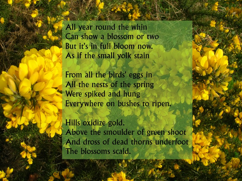 Seamus Heaney reminds us of the early colour the whin brings to the countryside when it bursts into bright yellow bloom around now. Of course, you may know it as gorse or furze but there is no doubting it is the same plant when you read Seamus' description.