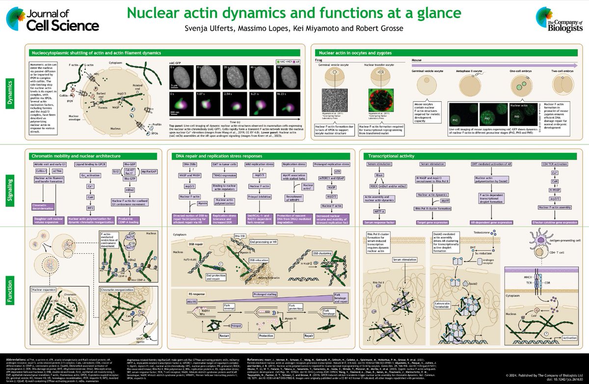 Svenja Ulferts @esbenja2, Robert Grosse @CIBSS_UniFr and colleagues discuss how nuclear actin dynamics have emerged as an integral component of the nucleoskeleton, regulating nuclear organization, gene expression and genome integrity. journals.biologists.com/jcs/article/13…