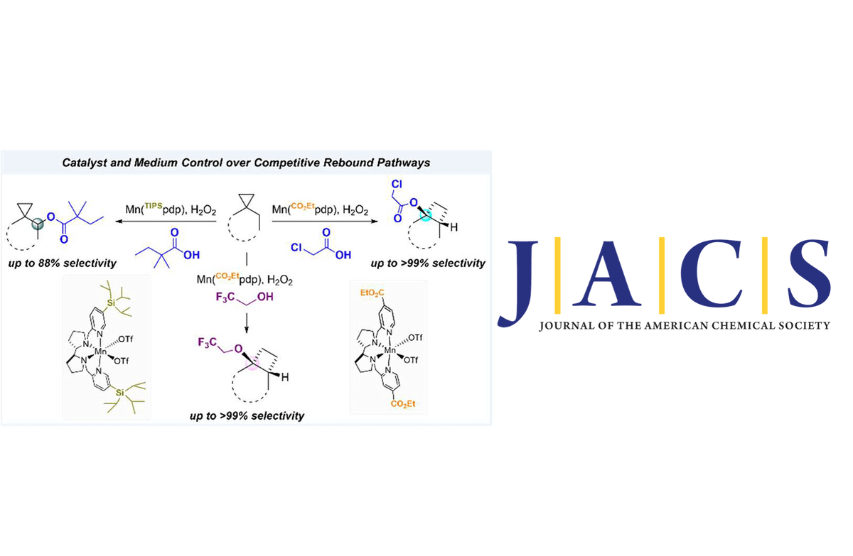 Check our lastest work about Catalyst and Medium Control over Rebound Pathways in Manganese-Catalyzed Methylenic C–H Bond Oxidation by @MarcoGale94 @MiquelCostas in collaboration with @MassimoBietti in @J_A_C_S #IQCCpaper @QBIScat_UdG @UdGRecerca iqcc.udg.edu/2024/04/04/cat…