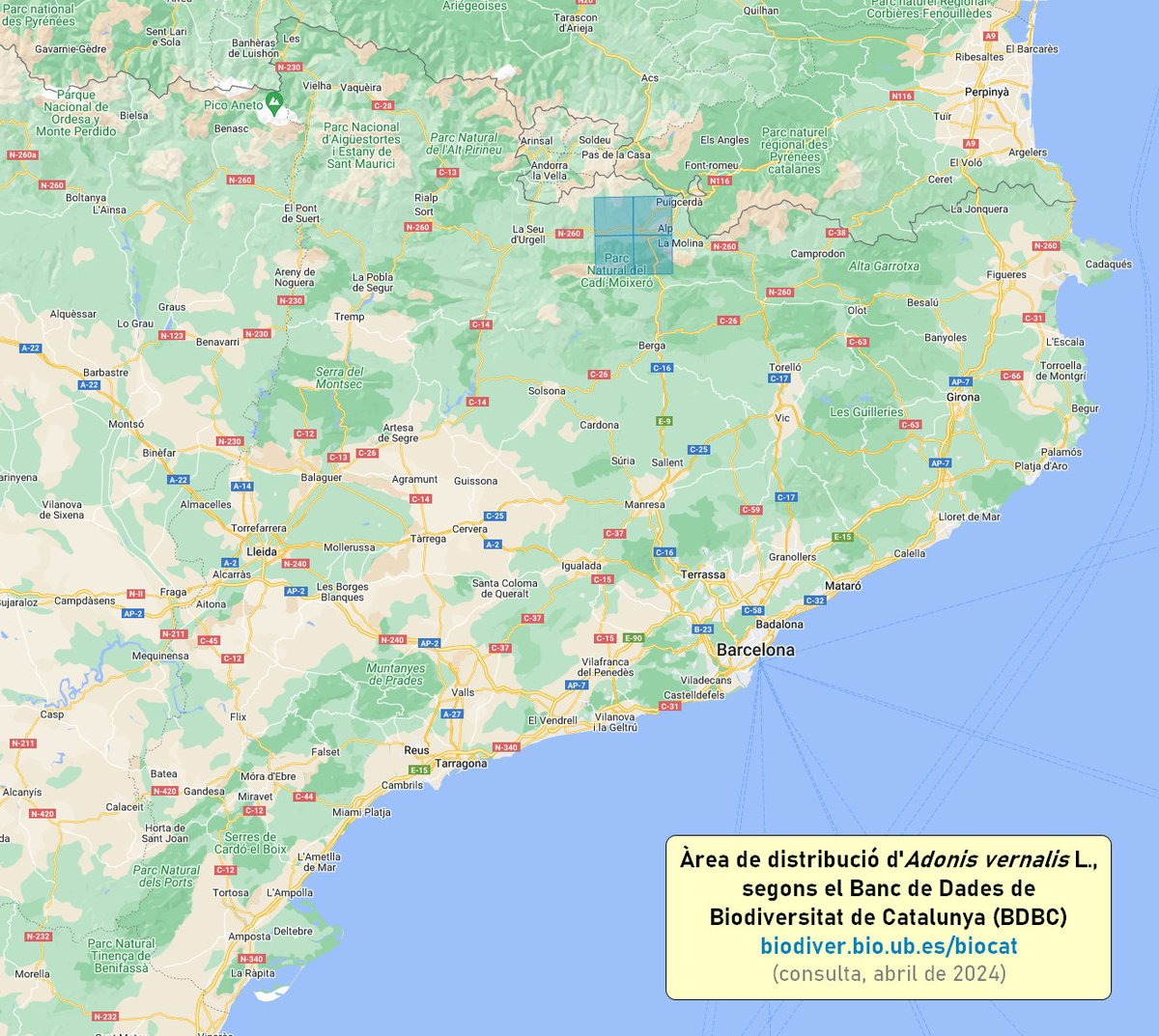 L'Adonis vernalis és una vistosa ranunculàcia primerenca que omple de color alguns prats secs de la Cerdanya, únic territori català on es coneix. El particular clima d'aquesta vall, muntanyenc i continental, permet l'existència d'una #flora d'afinitat estèpica ben singular.