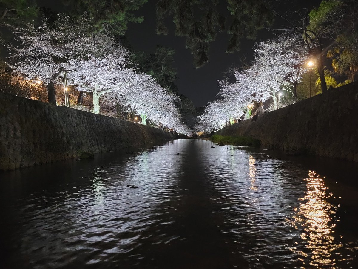 この時期の楽しみ、夙川の夜桜♪ 毎年、ライトアップありがとうございます！